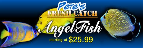 Pete’s Aquariums & Fish.
